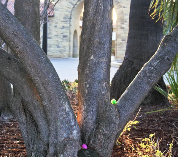 Easter eggs adorn a tree in the Main Quad as part of a student Easter egg hunt. Christian Holy Week culminates this weekend with Easter Sunday. (ALISA ROYER/The Stanford Daily)