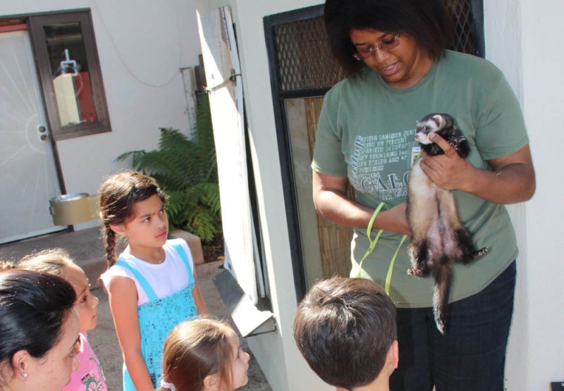Alexandria Hicks-Nelson, co-founder of the Stanford Pre-vet club, shows off ferret Rascal to a group of children at the Palo Alto Junior Museum and Zoo, where she has volunteered for two years.