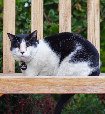 Finnegan, the Rinconada family cat, died last Thursday morning due to trauma after a car accident. The cat was a well-known wanderer on campus. (SAM GIRVIN/The Stanford Daily)