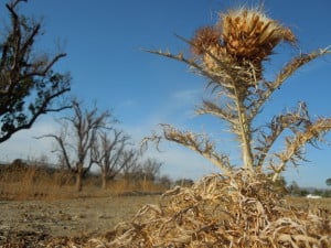 Eighty percent of California is in an extreme drought condition.  (KATHERINE CARR/The Stanford Daily)
