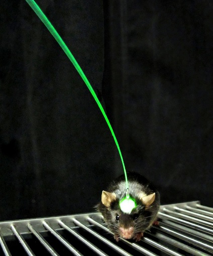 Stanford researchers use optogenetic technologies to stimulate mice brains post-stroke. 

(Courtesy of Inbal Goshen and Karl Deisseroth)