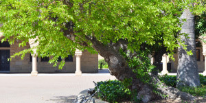 This Mulberry tree in the Main Quad is a source of pollen that has affected Stanford students this spring (ARNAV MARIWALA/The Stanford Daily). 