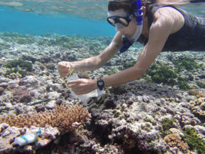 Stanford scientists discover genes indicating corals' environmental stress