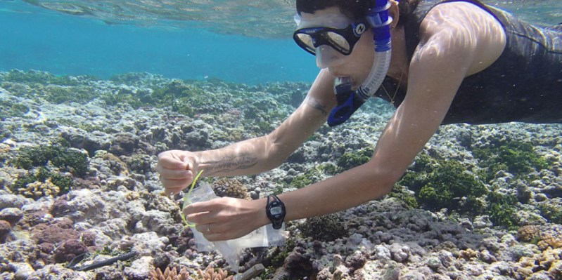 Stanford researchers have discovered a stress-induced gene in corals (Courtesy of Zack Gold for Stanford News).