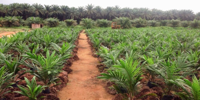 An oil palm nursery and research facility in Cameroon. Domestic demand for commodity crops has been associated with most agricultural expansion in sub-Saharan Africa in recent years, which includes oil palm, according to a new study. 

Credit: Elsa Ordway