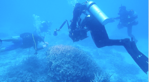 Bikini Atoll corals may give insight into cancer treatment