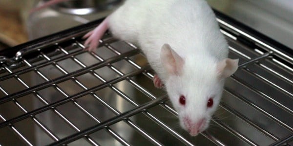 Scientists at Stanford showed that biological triggers of aggression in mice can be overridden by environmental factors such as social situation (Courtesy of Wikimedia).