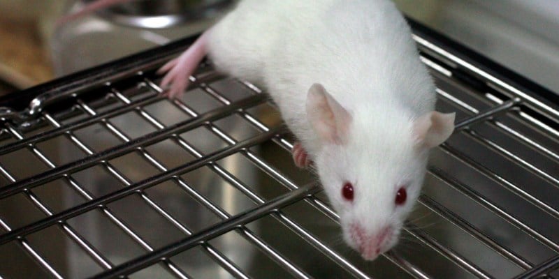 Scientists at Stanford showed that biological triggers of aggression in mice can be overridden by environmental factors such as social situation (Courtesy of Wikimedia).