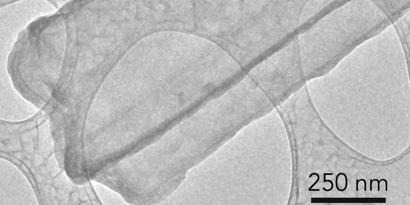 Researchers at Stanford and SLAC have captured the first images of dendrites, which grow in batteries (Courtesy of Y. Li).