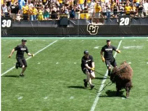 Magazine: Definitive ranking of Pac-12 mascots by how much I wanna make out with them