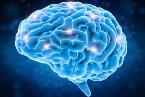Brain folding sheds light on neurological diseases, researchers find
