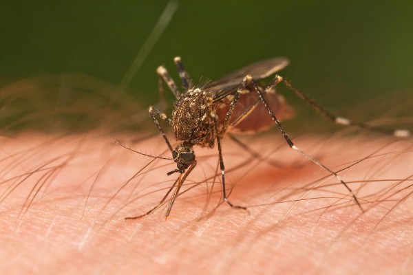 Mosquito_Tasmania
