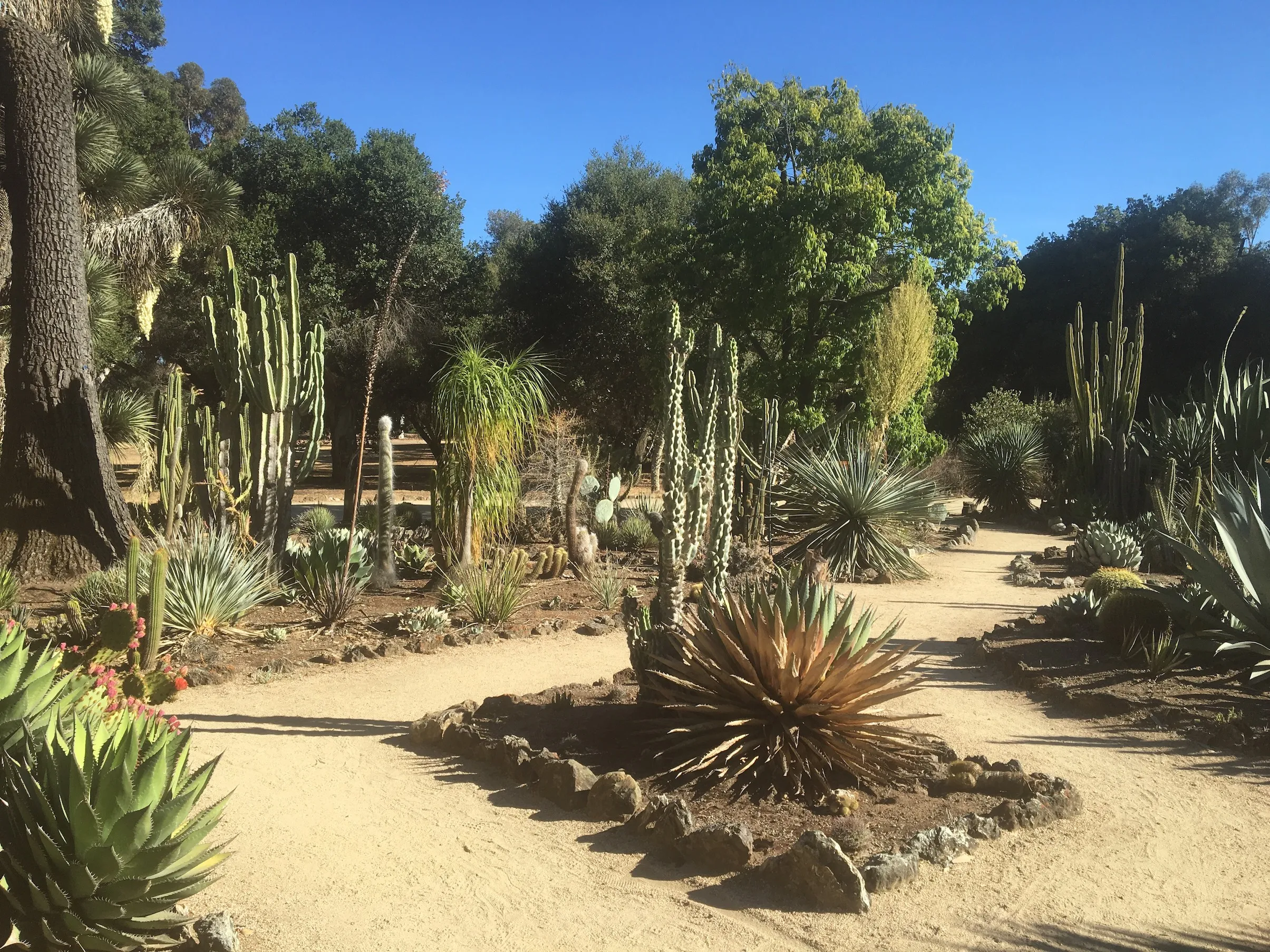 Volunteers maintain historic cactus garden   The Stanford Daily