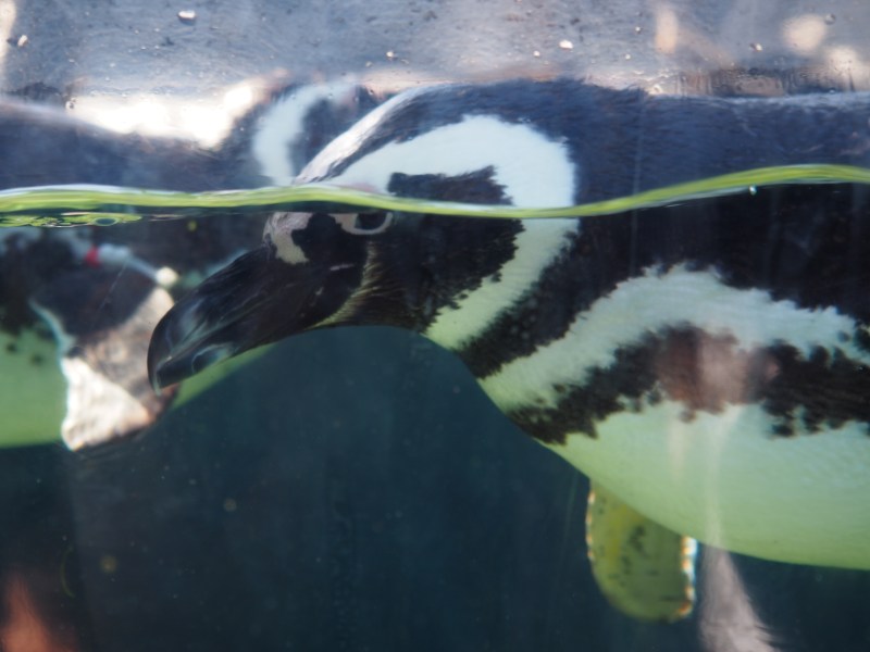 A Magellanic penguin in the aquarium's outdoor habitat. (OLIVIA POPP/The Stanford Daily)