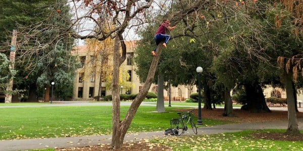 Courtesy of Trees of Stanford
