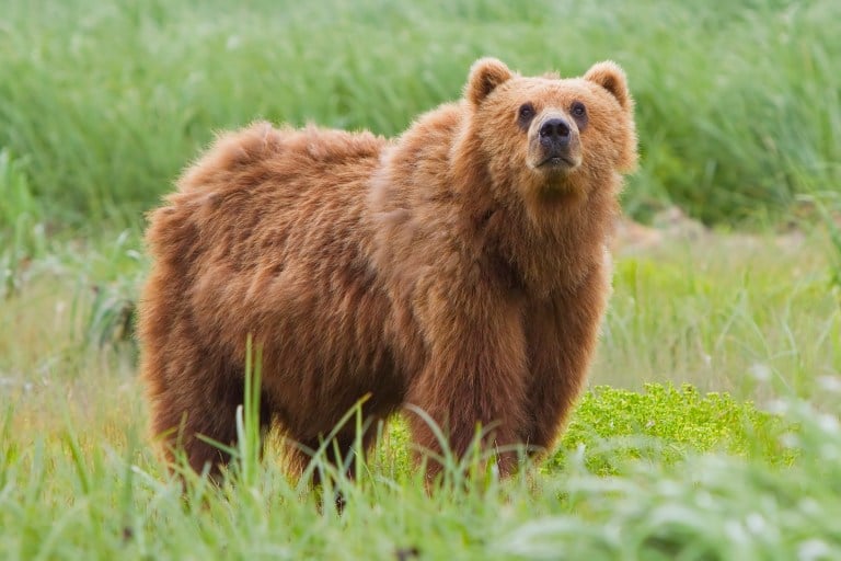 Taylor Swift will star as the Cal Bear in this year’s live-action Gaieties. (Wikimedia Commons)