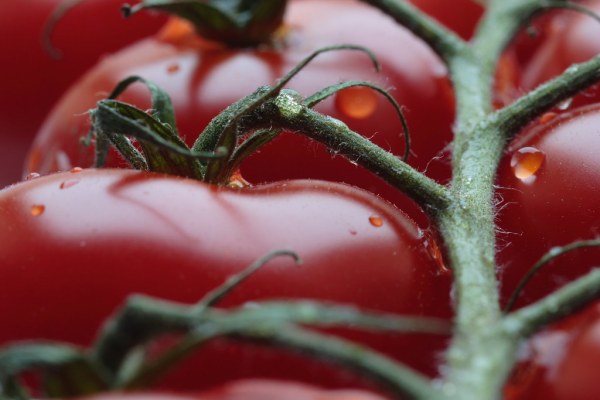 Plants are constantly combating pathogens like bacteria, fungi and viruses. Our research roundup this week features a chemical vaccine that can be used to protect tomato and pepper plants from invading pathogens. (Photo: Creative Commons)