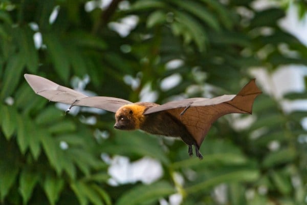 Bats use echolocation to find their prey. Dolphins use echolocation when navigating the waters. Our research roundup highlight this week found that echolocation in unrelated species has resulted from the same set of genetic changes. (Photo: Creative Commons)