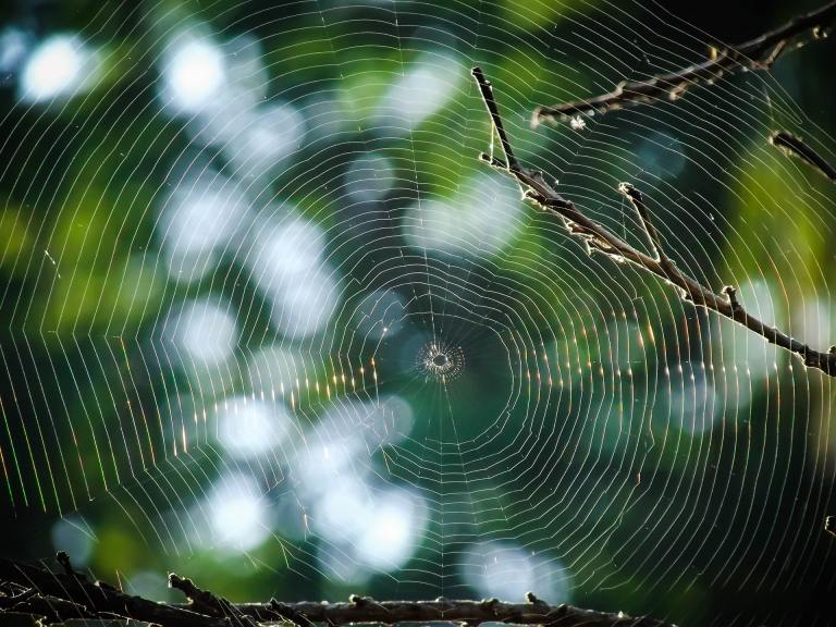 Put the shoe down – our eight-legged friends aren’t all that bad. (Photo: Pexels)