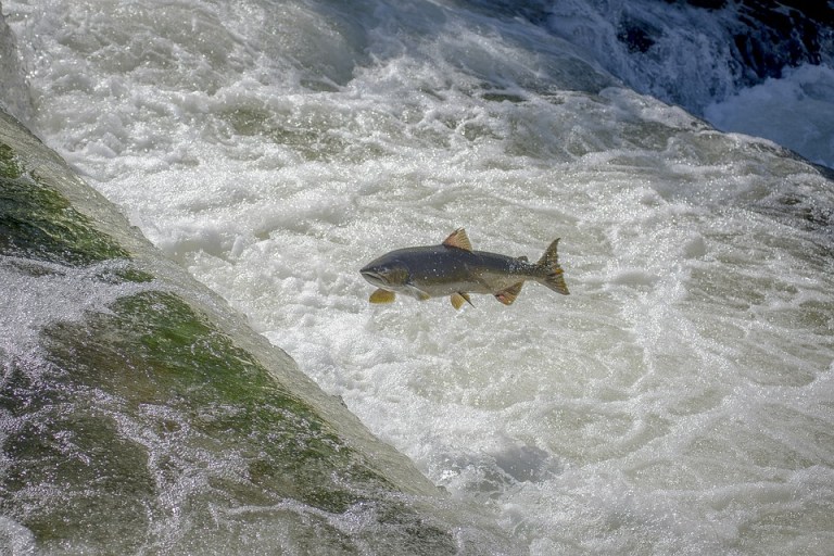 Every year, homecoming weekend sees alumni (pictured above) instinctively swim upstream back to main campus, where they begin studying for midterms. The mechanism of the natural phenomenon is still being uncovered by researchers. (photo: Pixabay)