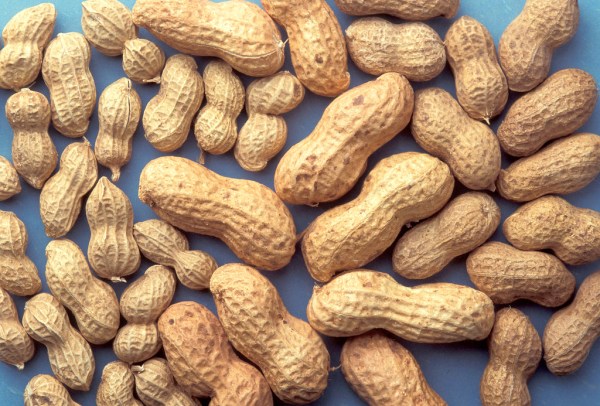 Around 32 million people suffer from allergies in the United States. Our roundup this week highlights research that found an antibody treatment could give patients with severe peanut allergies the ability to eat nuts after treatment. (Photo: Creative Commons)