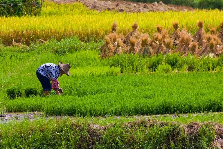 Our research spotlight this week includes research that found future climate change conditions will decrease rice yield by 40 percent, and increase arsenic levels in rice. (Photo: Creative Commons)