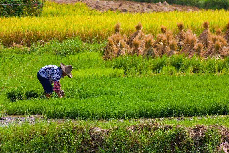 Our research spotlight this week includes research that found future climate change conditions will decrease rice yield by 40 percent, and increase arsenic levels in rice. (Photo: Creative Commons)