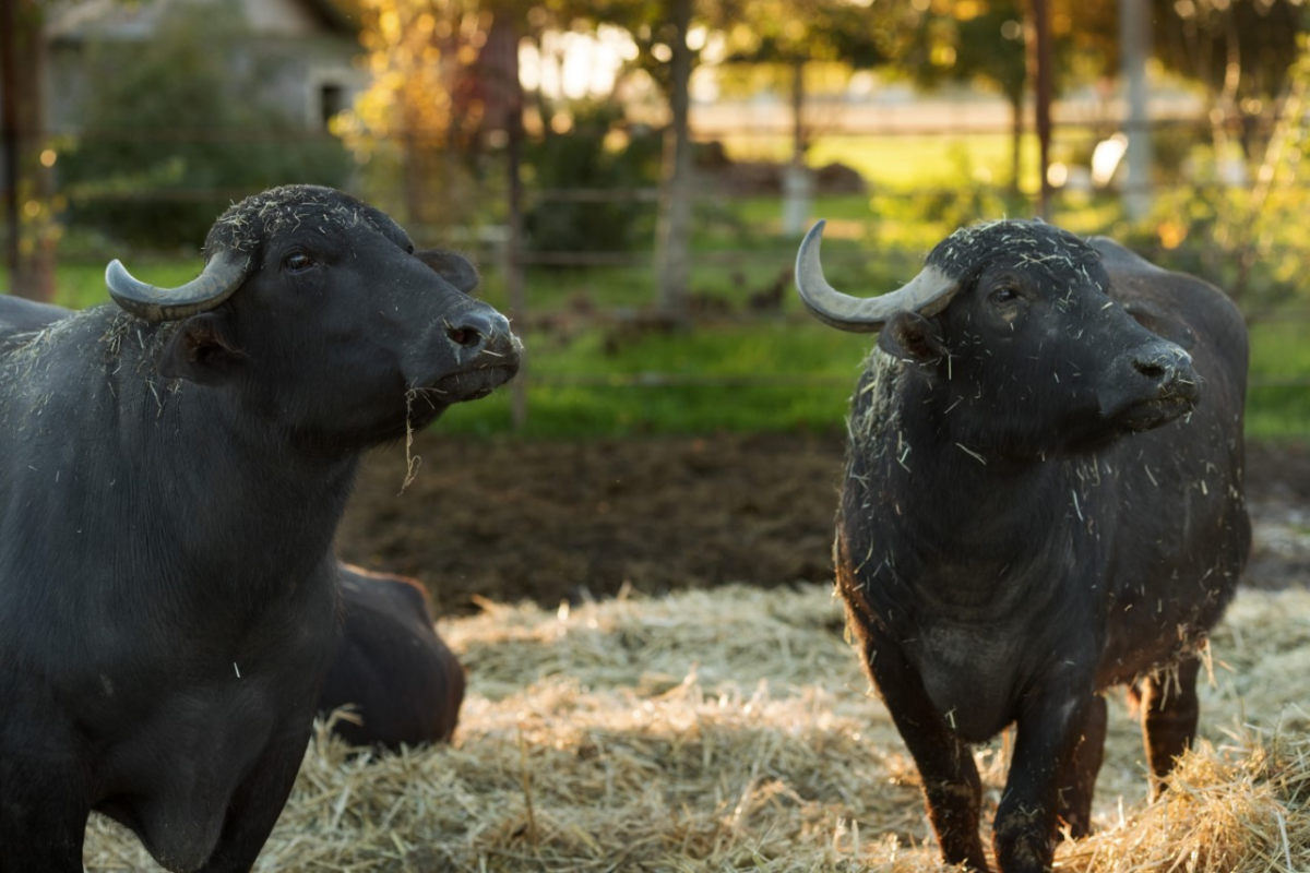 Morsey’s Creamery, the first water buffalo creamery in US, fills niche in downtown Palo Alto