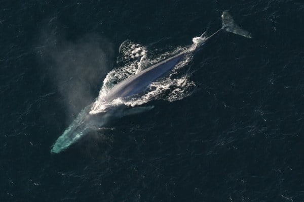 Blue whales can grow up to 98 feet long and weigh up to 173 tonnes, making them the largest animals known to mankind. Our roundup this week highlights research that made the first ever recorded heart rate of the blue whale. (Photo: Creative Commons)