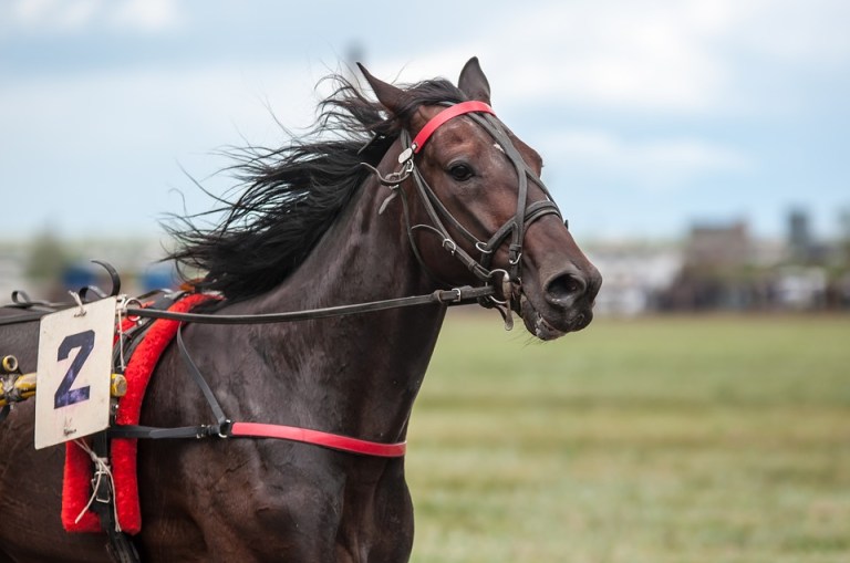 “It’s pretty intimidating to gallop around this country club-esque campus when you know these are hallowed fields steeped in generations of equine achievement,” explained Jigsaw. (Photo Courtesy of Pixabay)