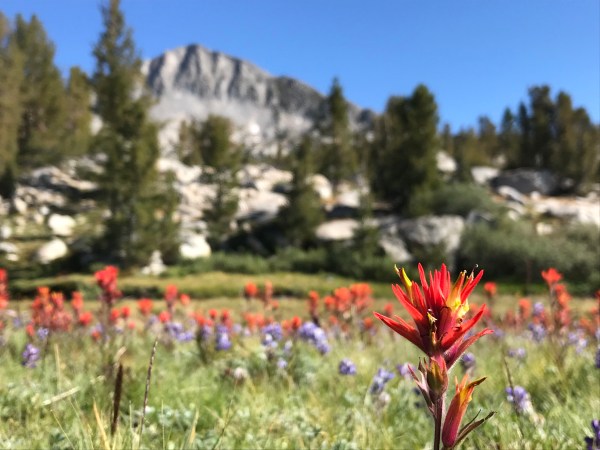 Flowers in a meadow along the John Muir Trail. (Photo: Tai Kao-Sowa/The Stanford Daily)