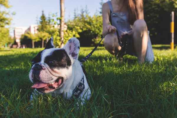Trevor Cambron may not be a professional dog-walker, but he is full of passion. (Photo: Pexels)