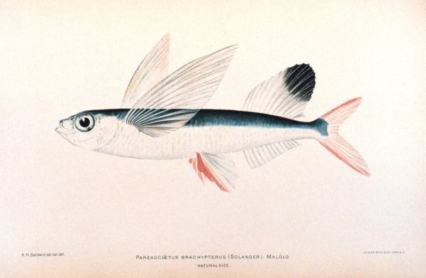 An illustration of Parexocoetus brachypterus in a book co-authored by David Starr Jordan. 
(Photo: National Oceanic and Atmospheric Administration)