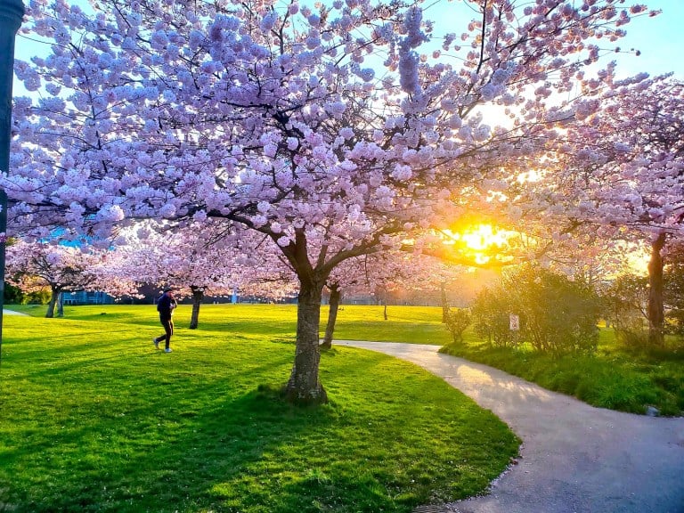 Stanley Park, Canada, flowers in full bloom. (Photo: MAHA AL FAHIM/The Stanford Daily)