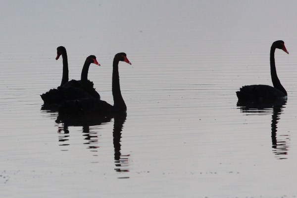 Black Swans silhouetted on wetland along Boyters Lane in Australia (Photo: Arthur Chapman)