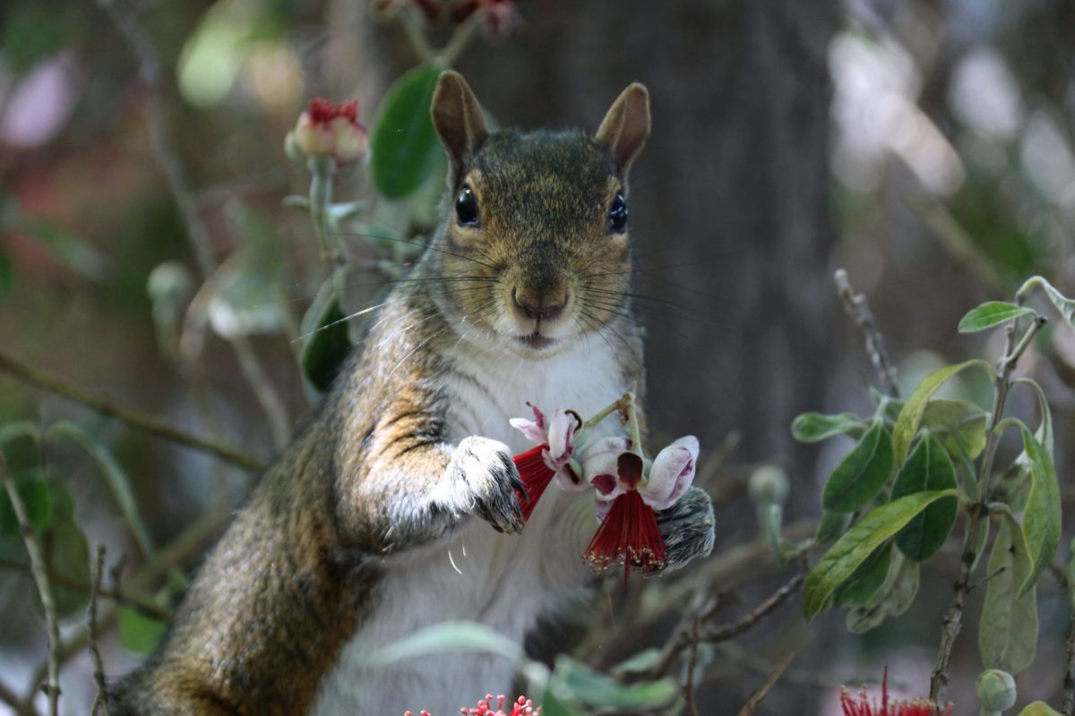 Flora And Fauna Of Campus The Stanford Daily