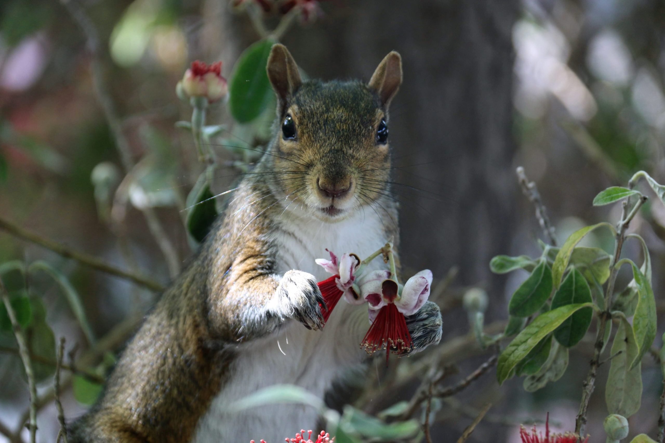 An eastern gray squirrel eats flowers of Acca sellowiana in front of Stern.