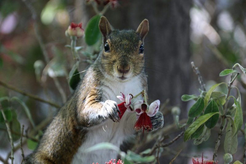An eastern gray squirrel (Sciurus carolinensis), a species introduced from the East Coast, eating flowers of Acca sellowiana (feijoa/pineapple guava) in front of Stern. (Photo: MICHAEL BYUN / The Stanford Daily)
