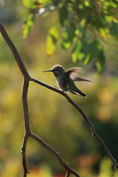 An unidentified hummingbird flutters on a eucalyptus branch. (Photo: MICHAEL BYUN/The Stanford Daily)