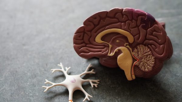 A model of a human brain