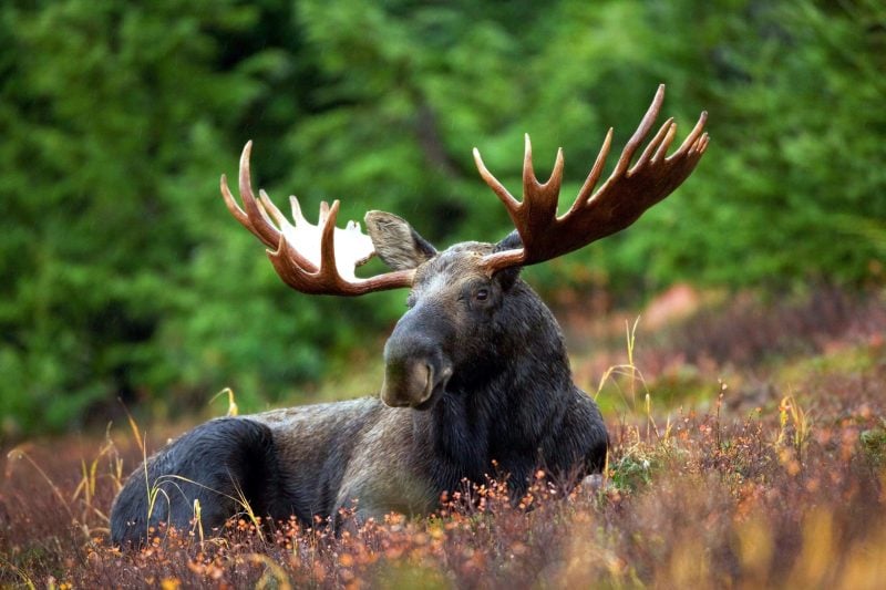 A moose in the grass. (Photo by Shivam Kumar on Unsplash)