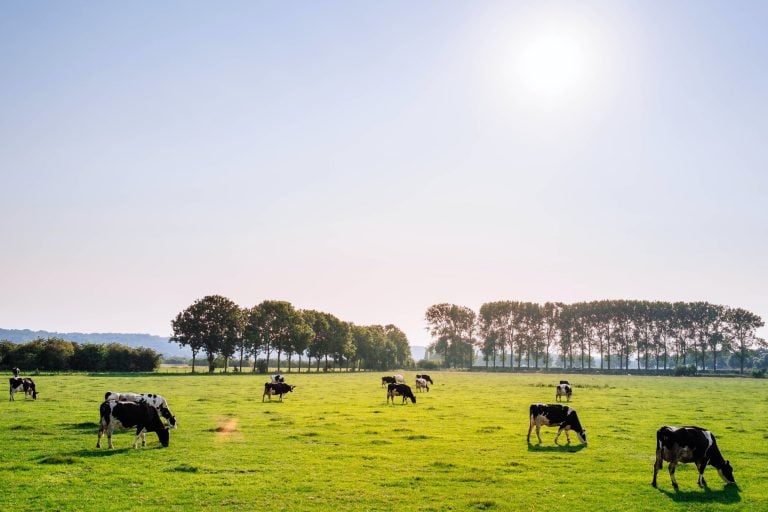 A number of cows graze in a pasture.