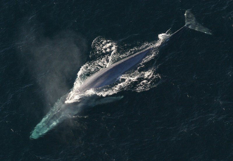 Seriously, this whale is freakin' massive. (Photo Credit: Pixabay)