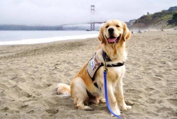 A golden retriever sits on a beach. The ocean and the Golden Gate Bridge are in the background.