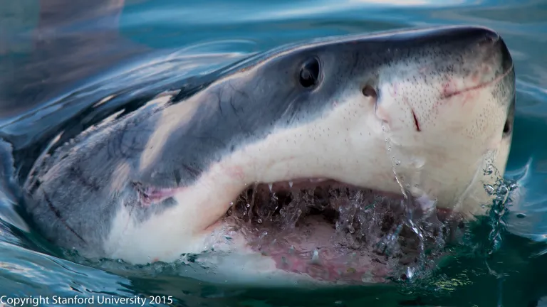 A great white shark in Northern California