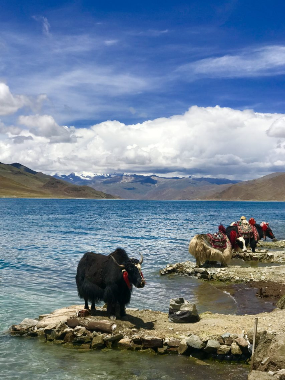 Global Studies photo contest winners highlight stories from Tibet to Palo Alto