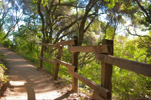 A wooden bridge in a Bay Area hiking trail.