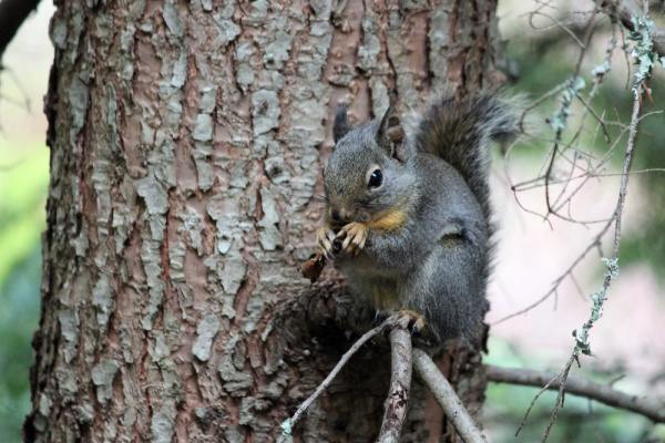 Black squirrel perched on a tree, nibbling on an acorn