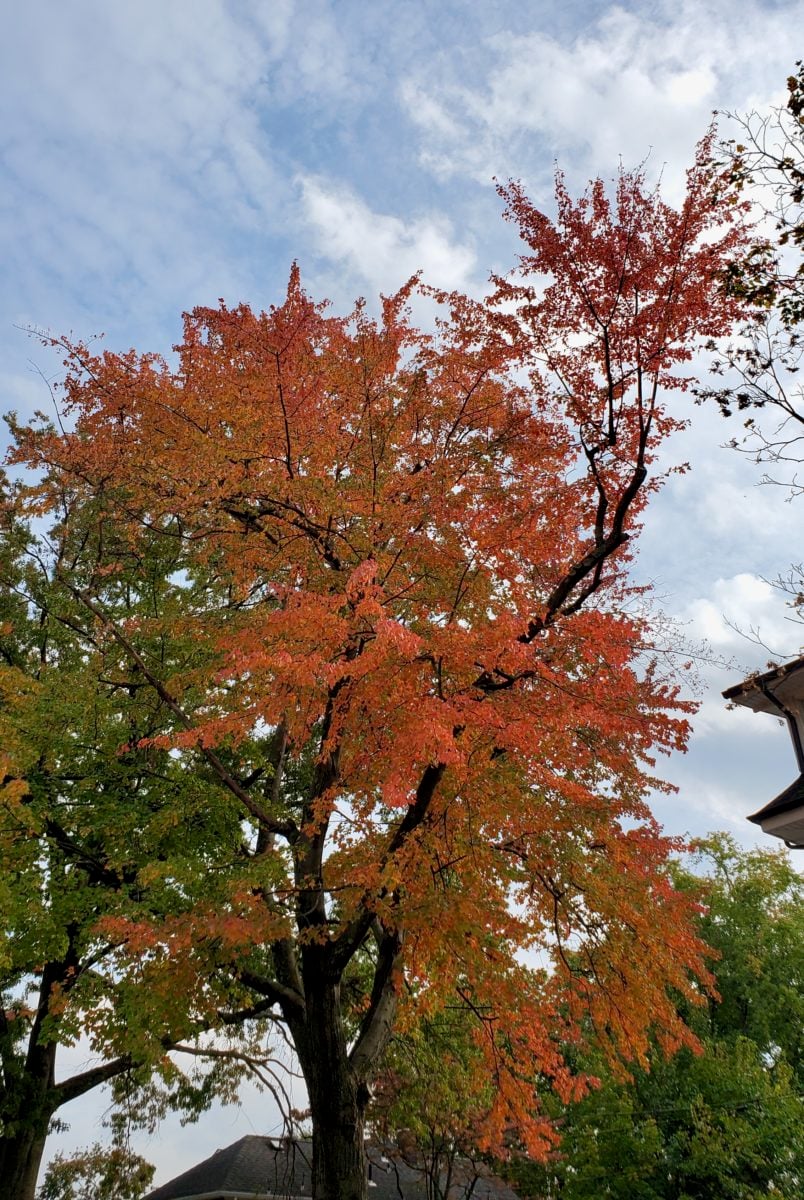 A tree with orange leaves.