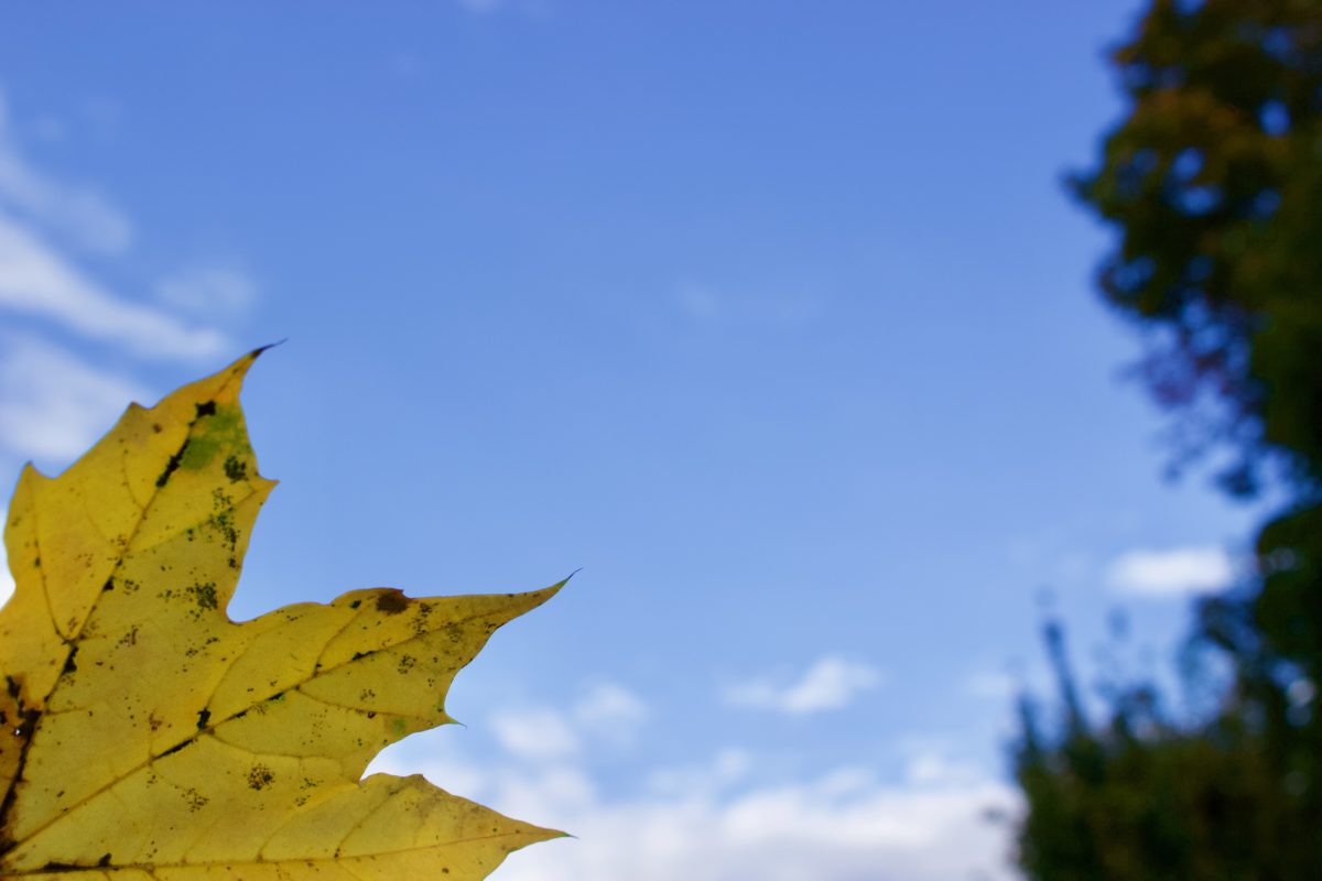 Blue sky and yellow leaf